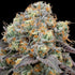 Grounded Genetics - 41 Sherb